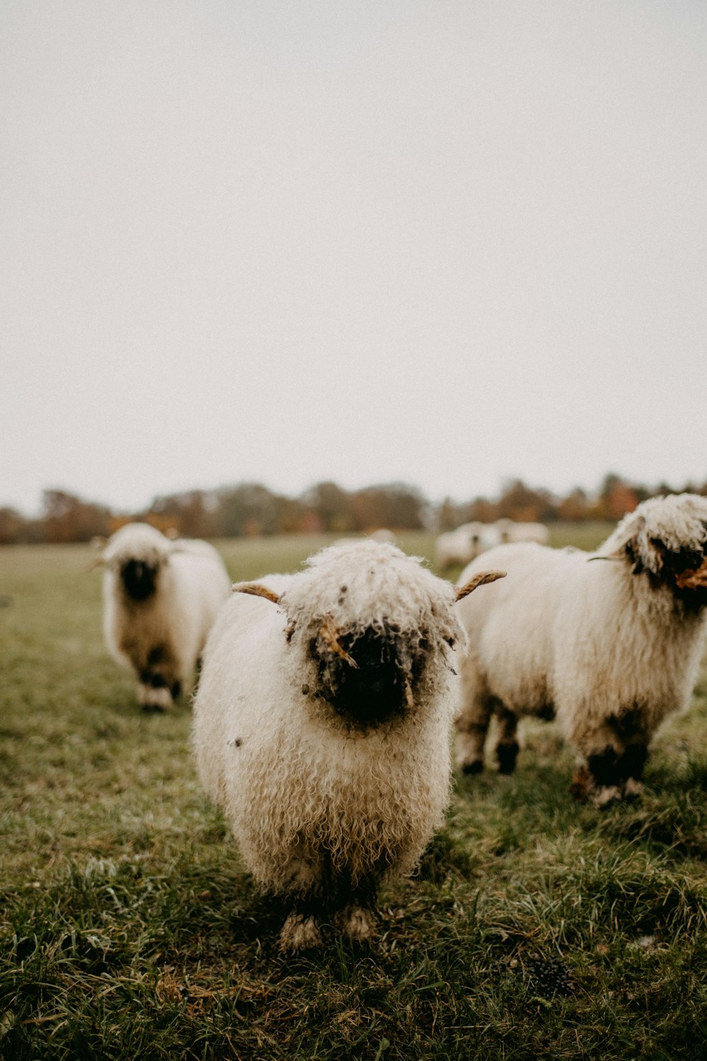 a herd of sheep standing on top of a lush green field