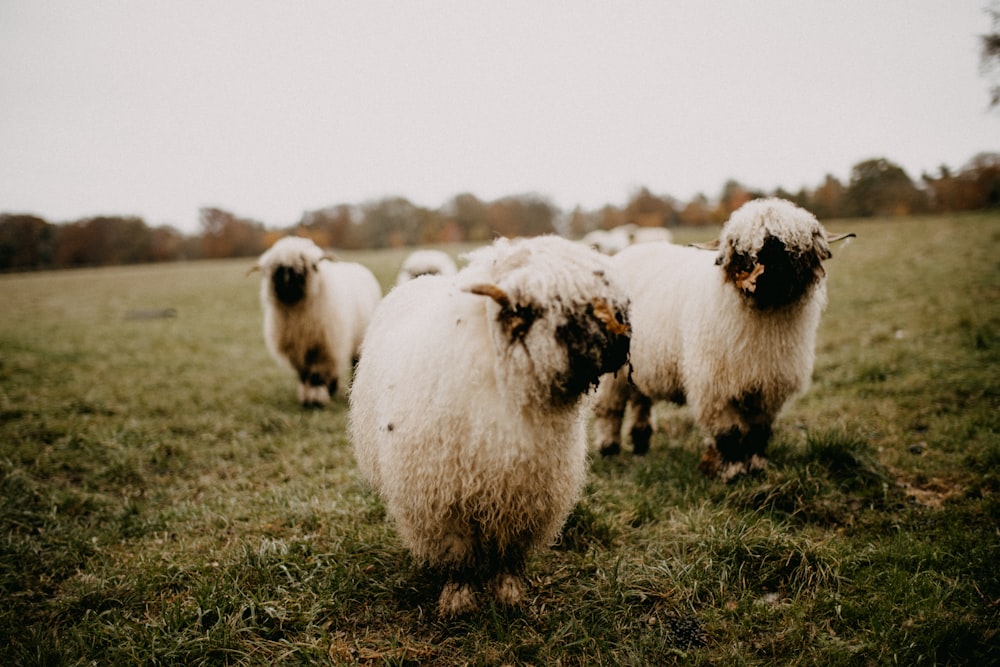 a herd of sheep standing on top of a lush green field