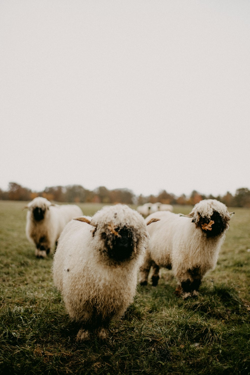 Un rebaño de ovejas de pie en la cima de un exuberante campo verde