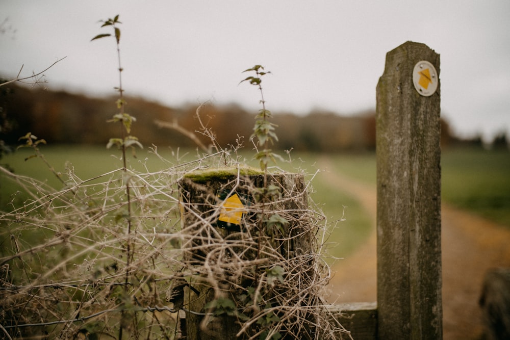 a wooden fence with vines growing over it