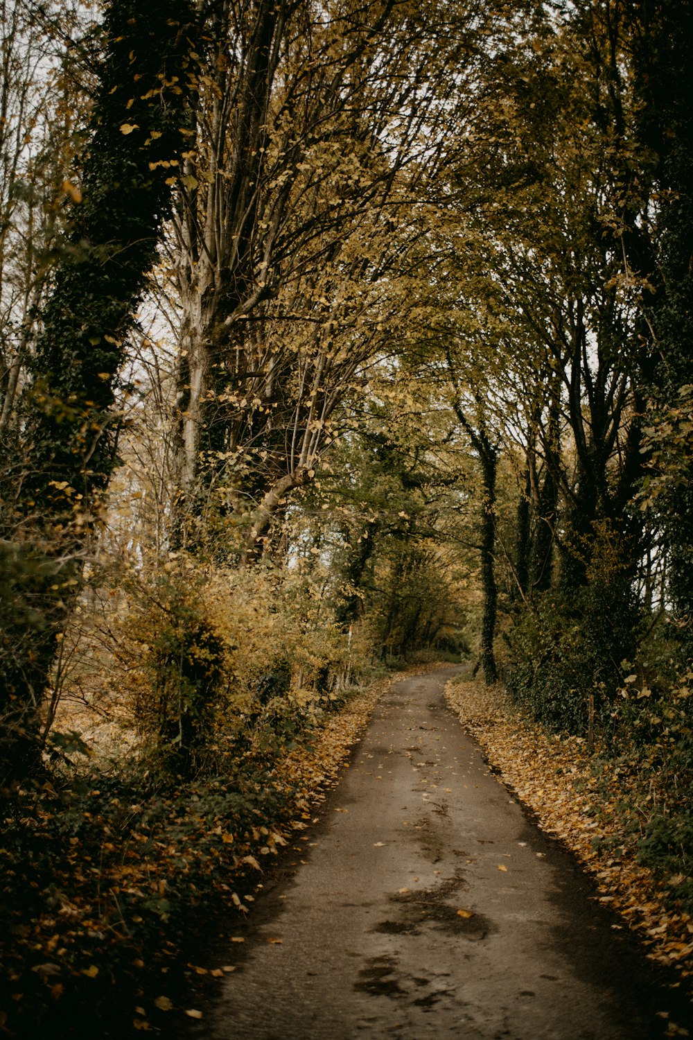 a dirt road surrounded by trees and leaves