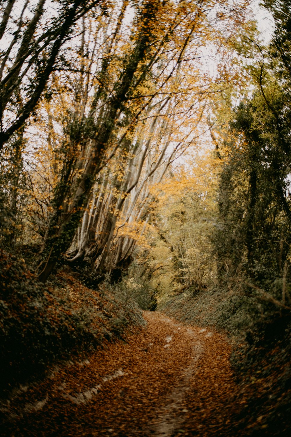 a dirt road surrounded by trees and leaves