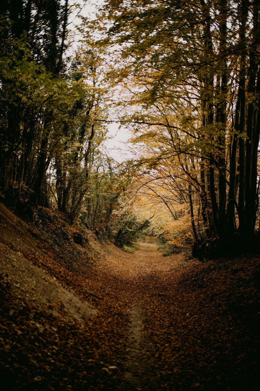 a dirt road surrounded by trees and leaves