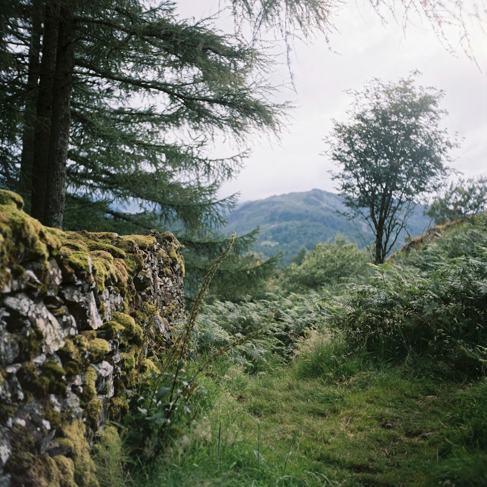 a stone wall with moss growing on it