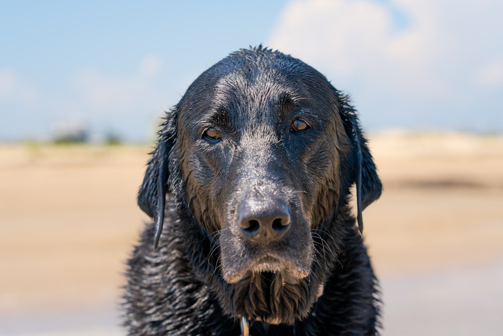 a wet black dog standing on top of a sandy beach