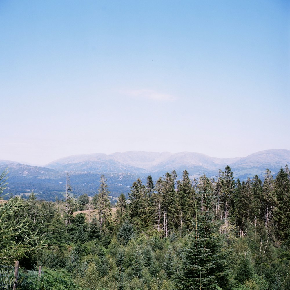 a view of a forest with mountains in the background