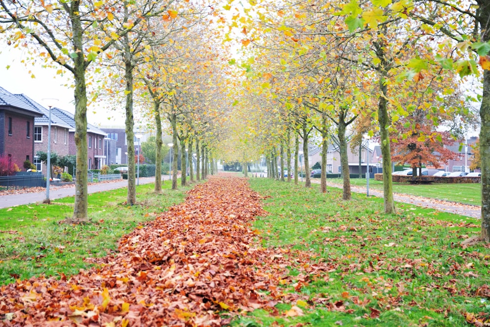 a leaf strewn path in the middle of a park