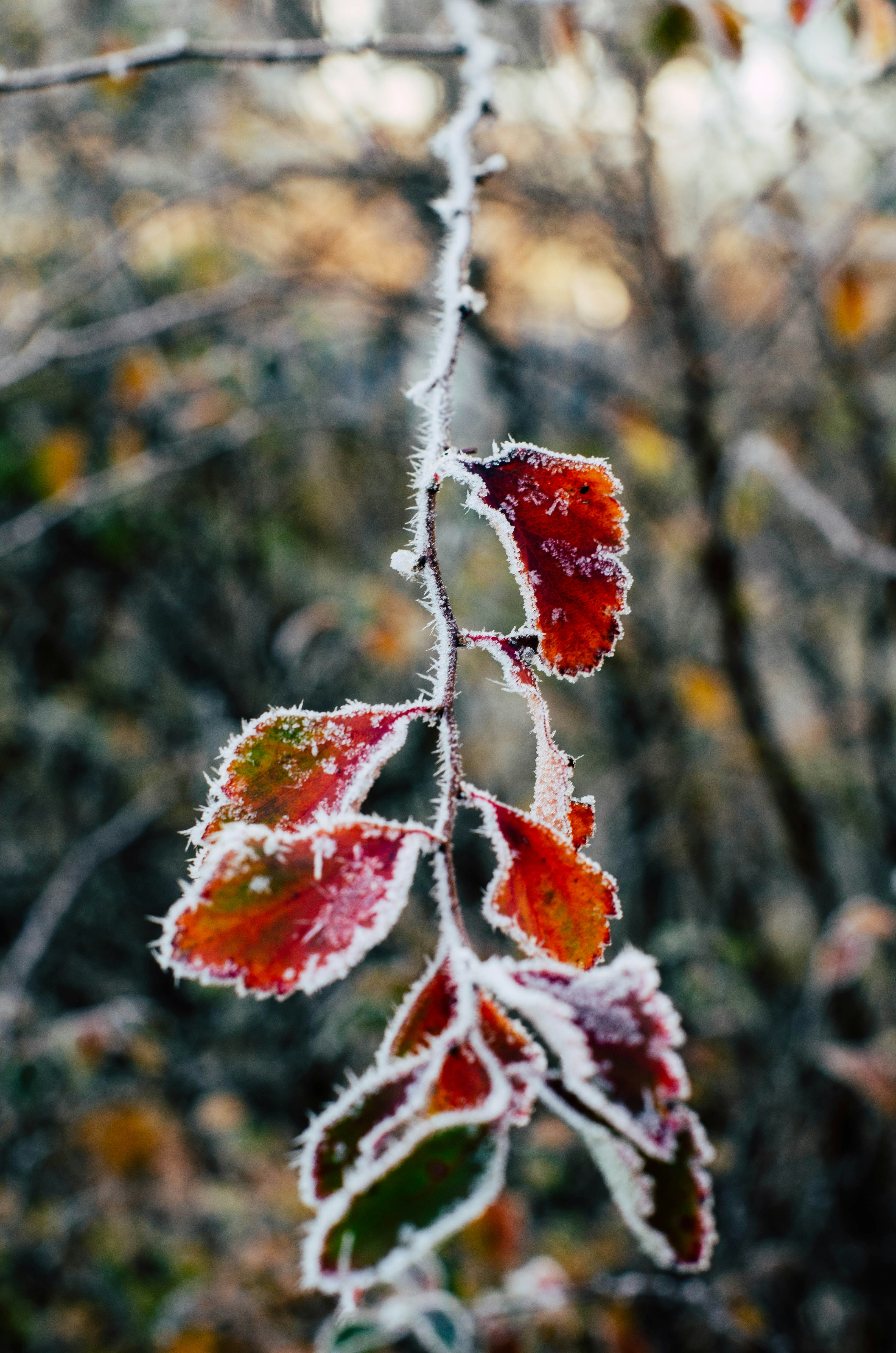 Photo by nika_benedictova