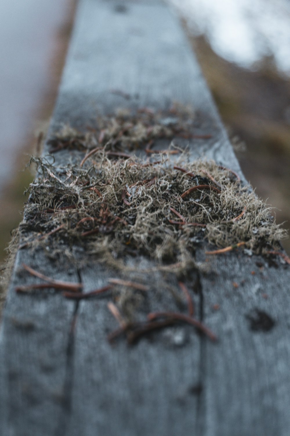 um close up de um banco de madeira com musgo crescendo sobre ele