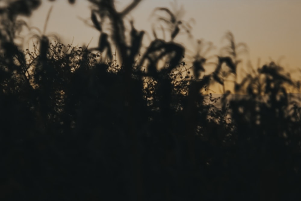 a blurry photo of a tree at sunset