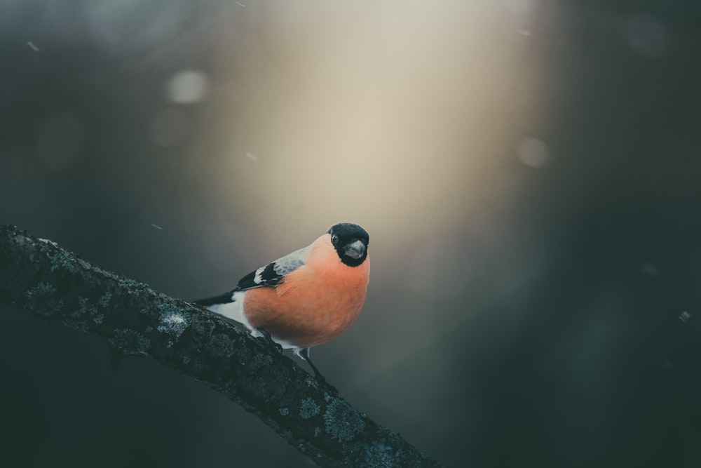 Ein kleiner Vogel sitzt auf einem Ast