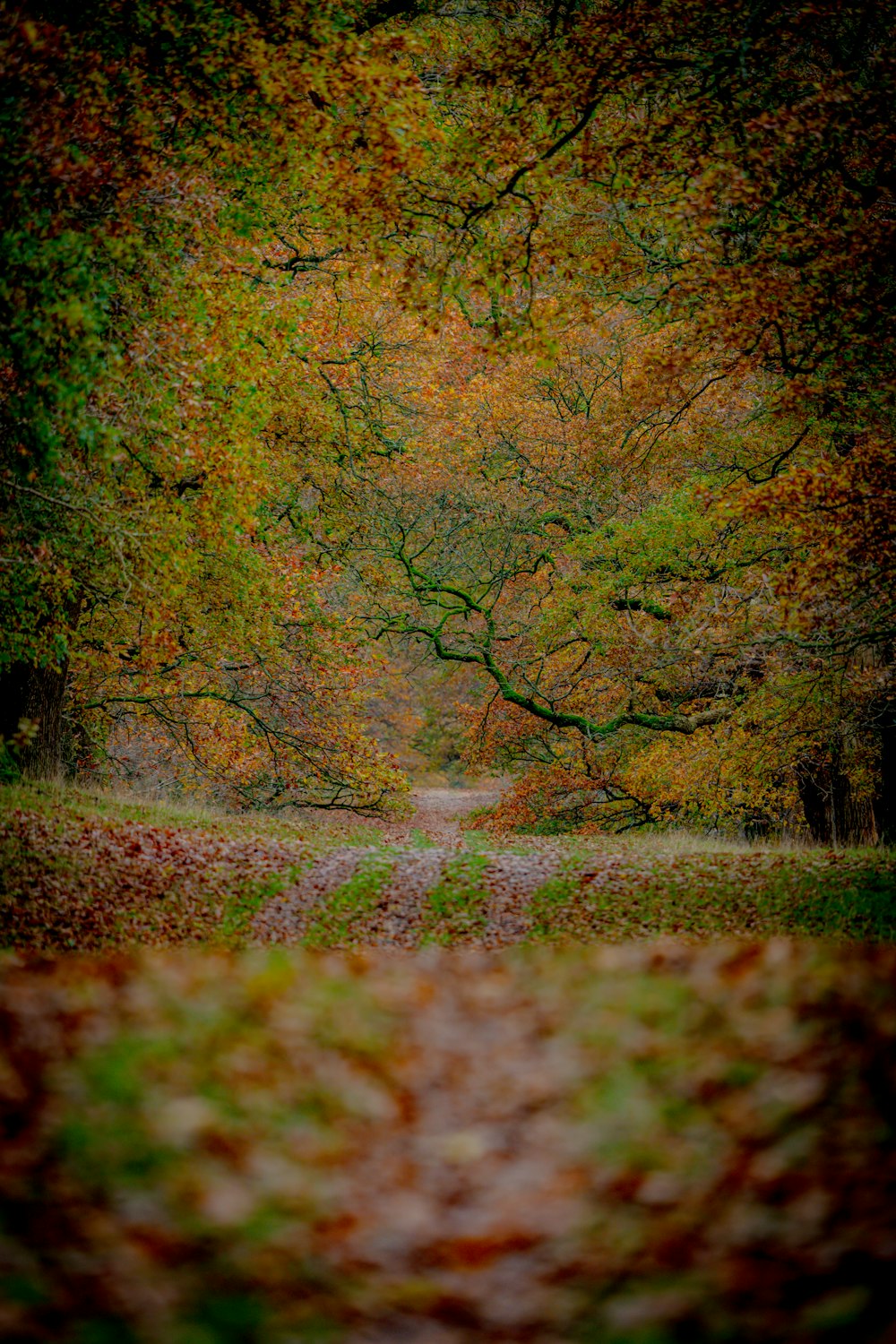 a path in the middle of a forest with lots of trees