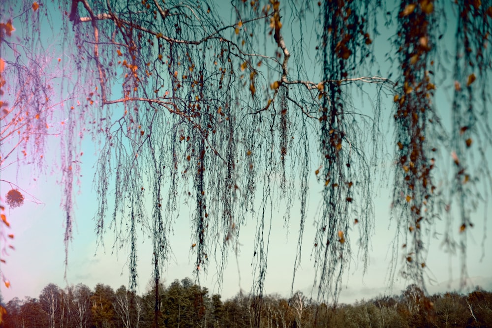 Un arbre avec beaucoup de feuilles suspendues à ses branches