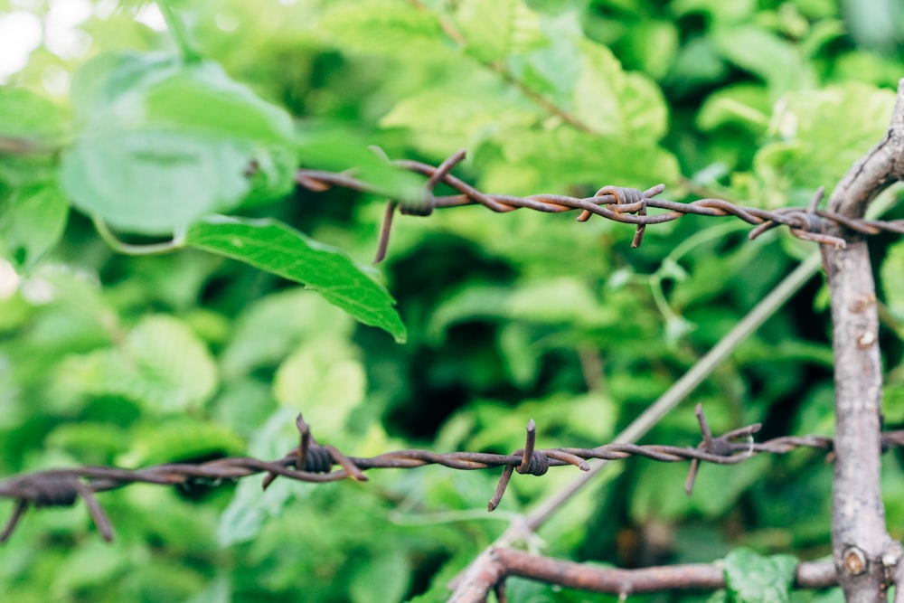 a close up of a barbed wire fence