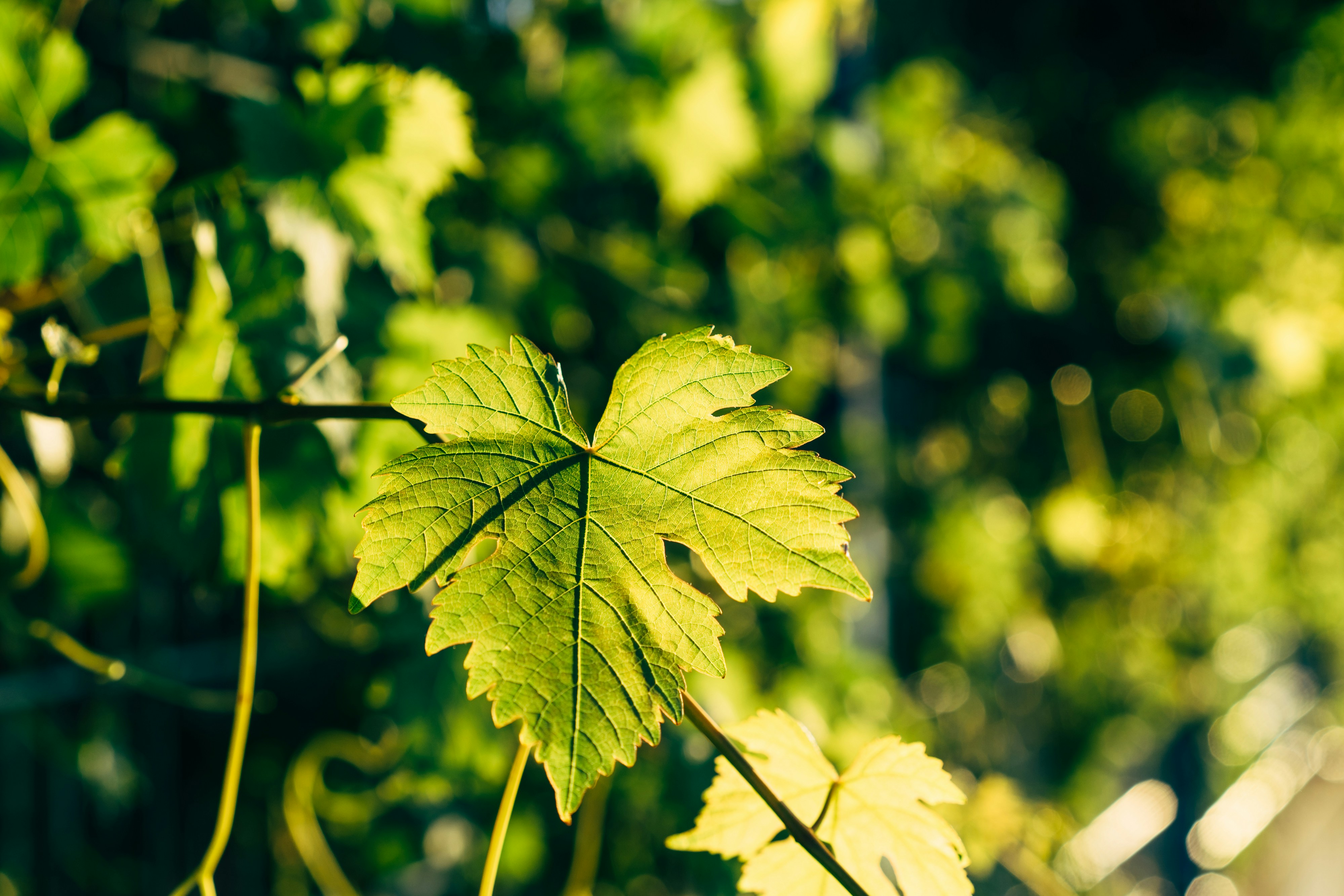 Photo by markuswinkler