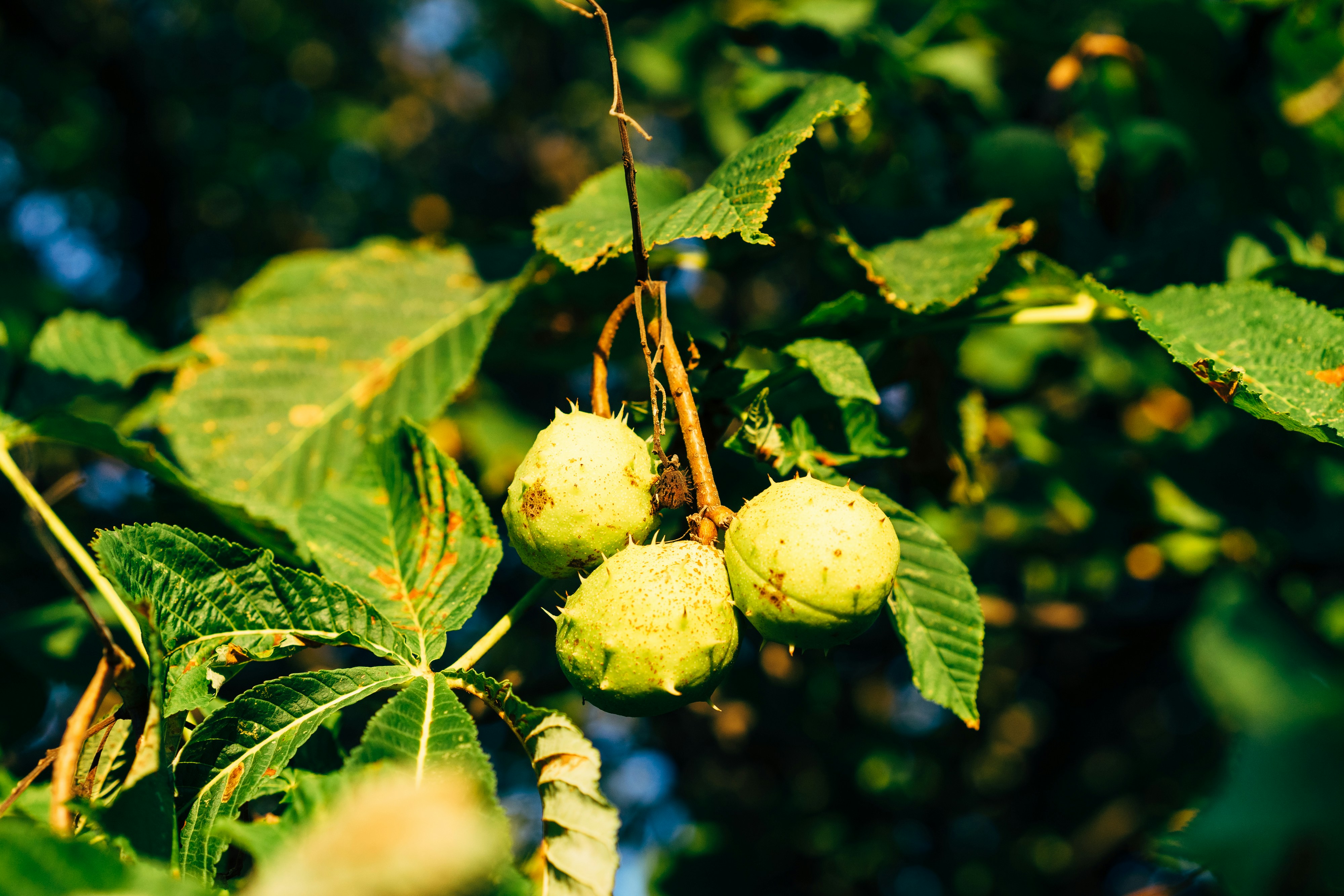 Photo by markuswinkler