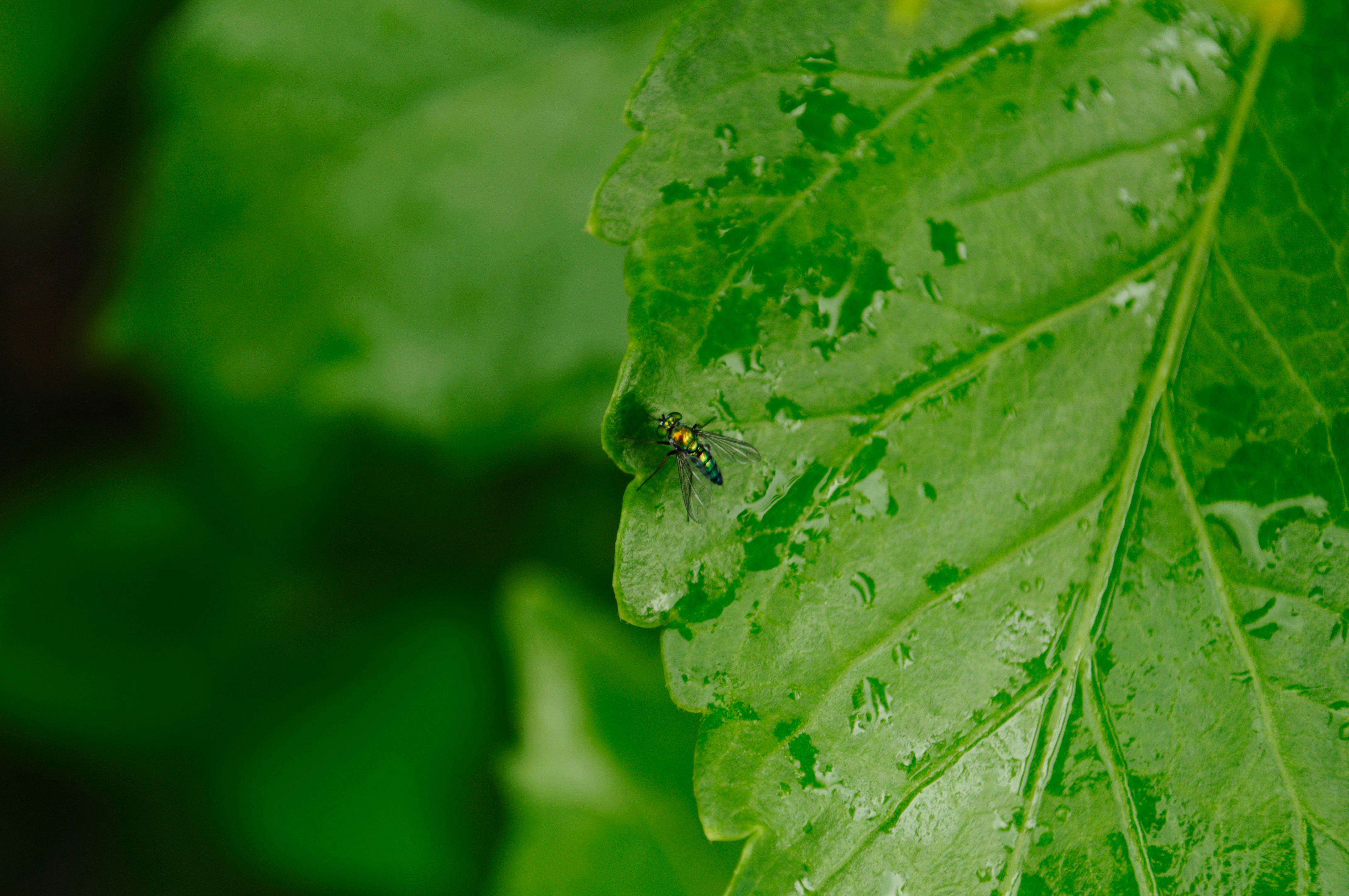 Photo by phamryanhung