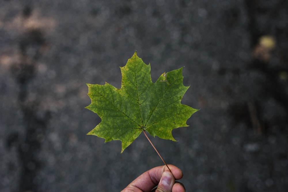 a person holding a green leaf in their hand