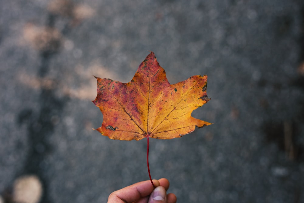 a person holding a leaf in their hand