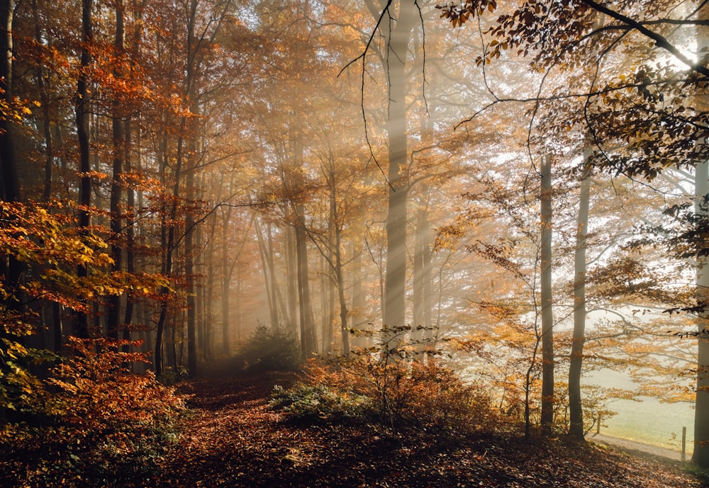 a path through a forest with lots of trees