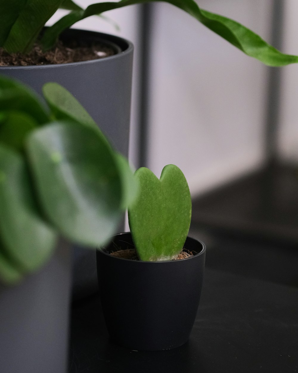 a small green plant in a black pot