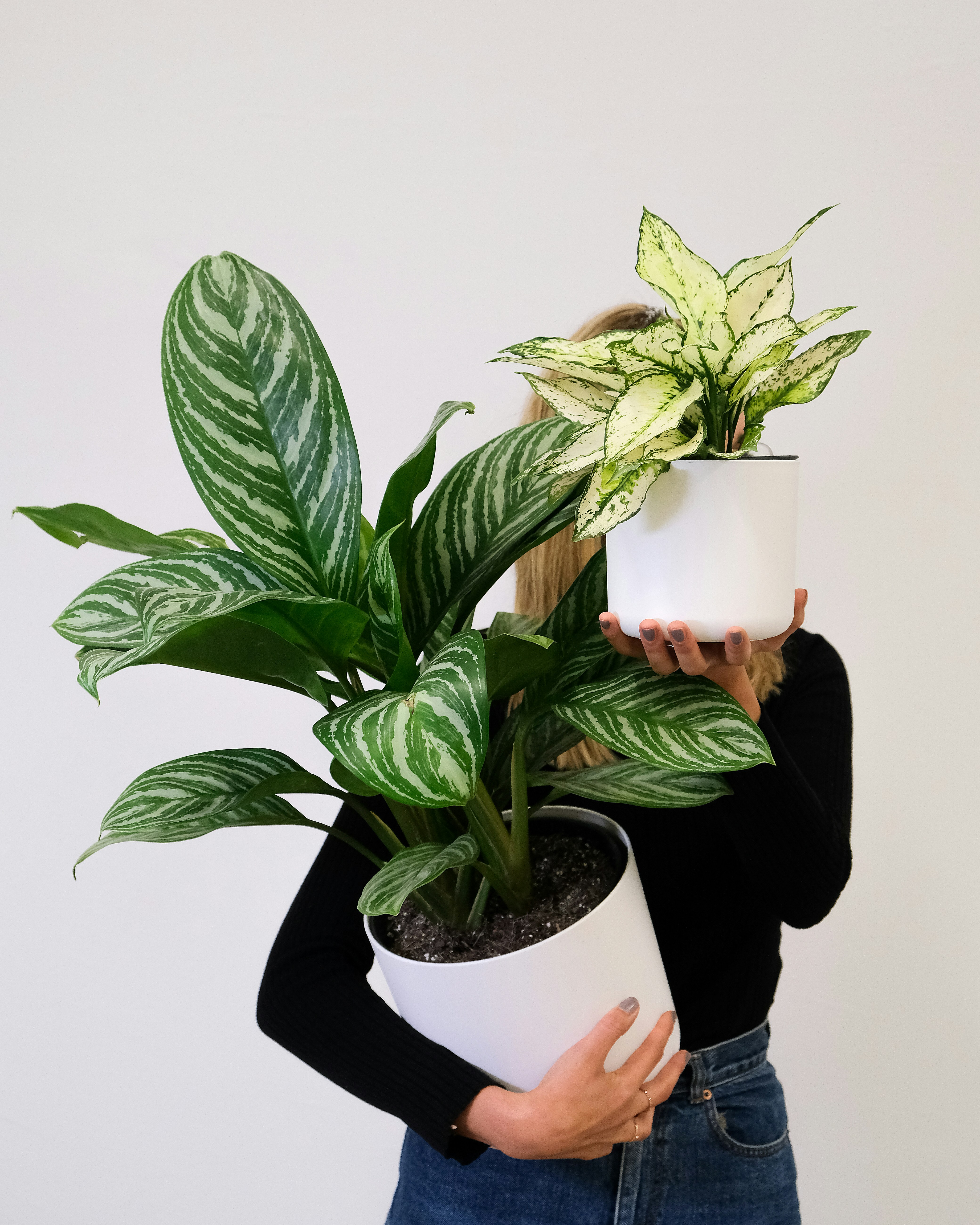 Cara Menanam Aglaonema (Chinese Evergreen)