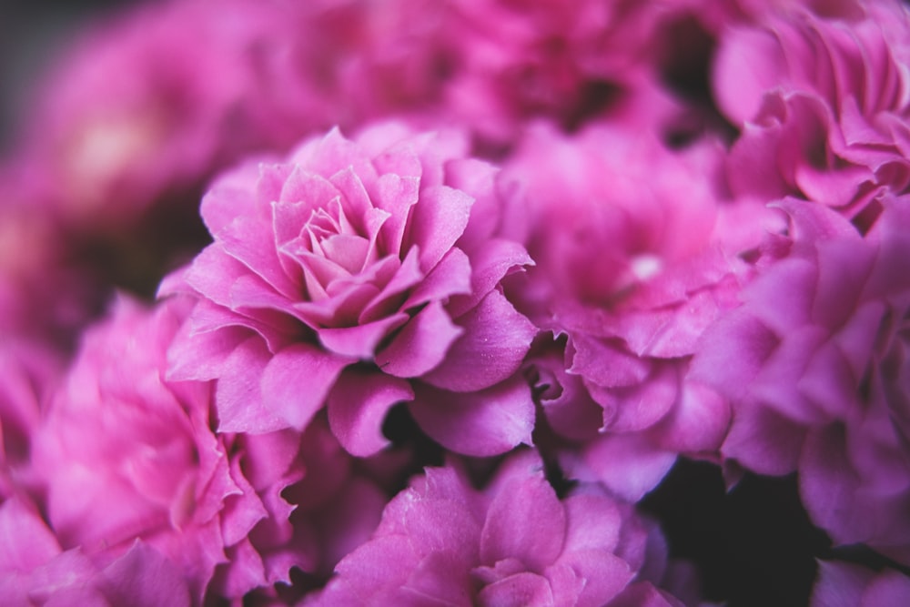 a bunch of pink flowers that are blooming