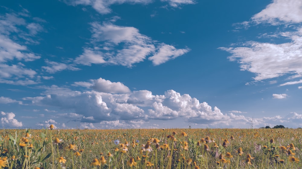 a field of sunflowers under a cloudy blue sky