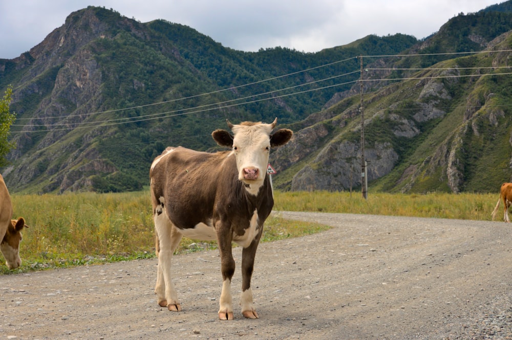 a brown and white cow standing on a dirt road