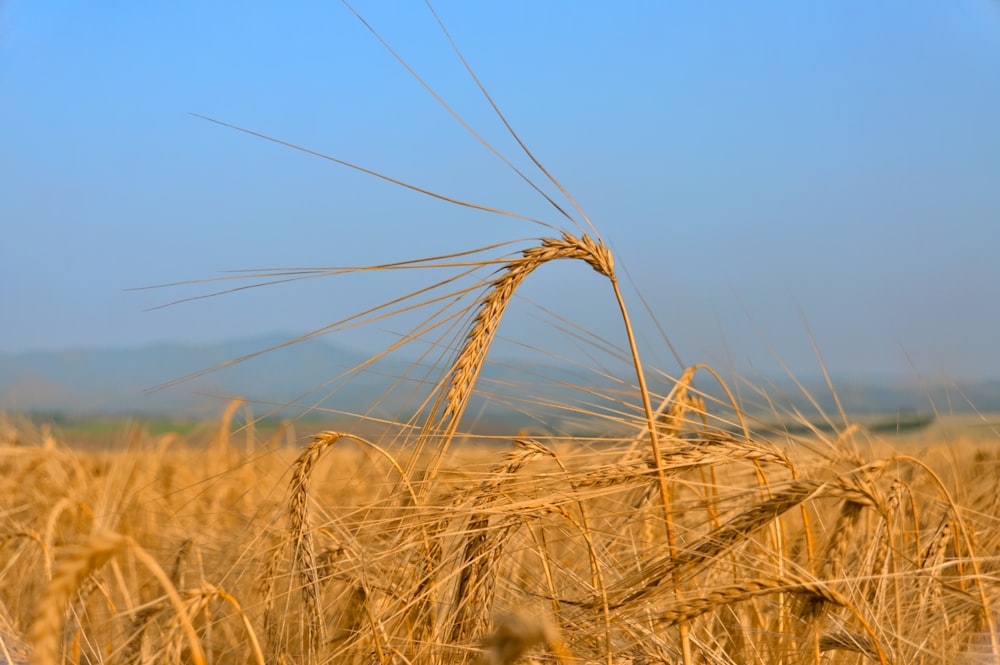 Un champ de blé avec un ciel bleu en arrière-plan