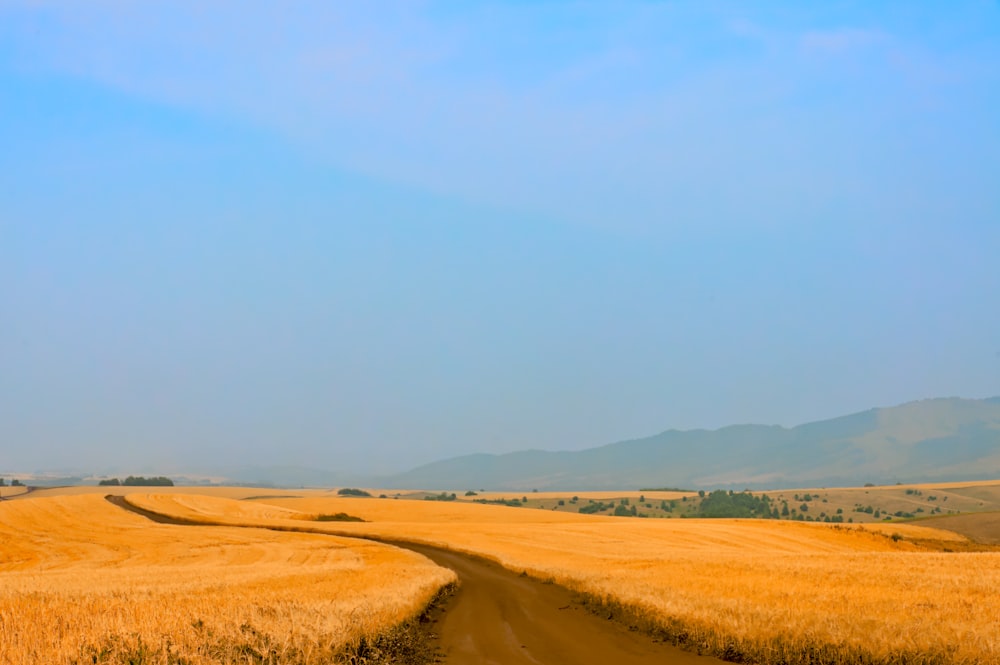 a dirt road in the middle of a wheat field