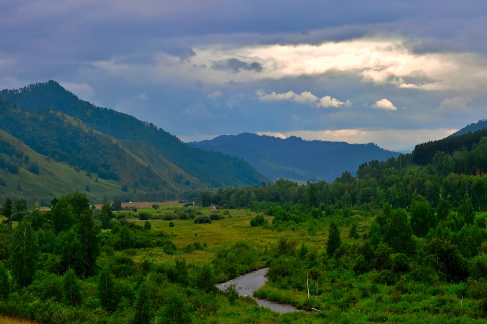 a river running through a lush green forest