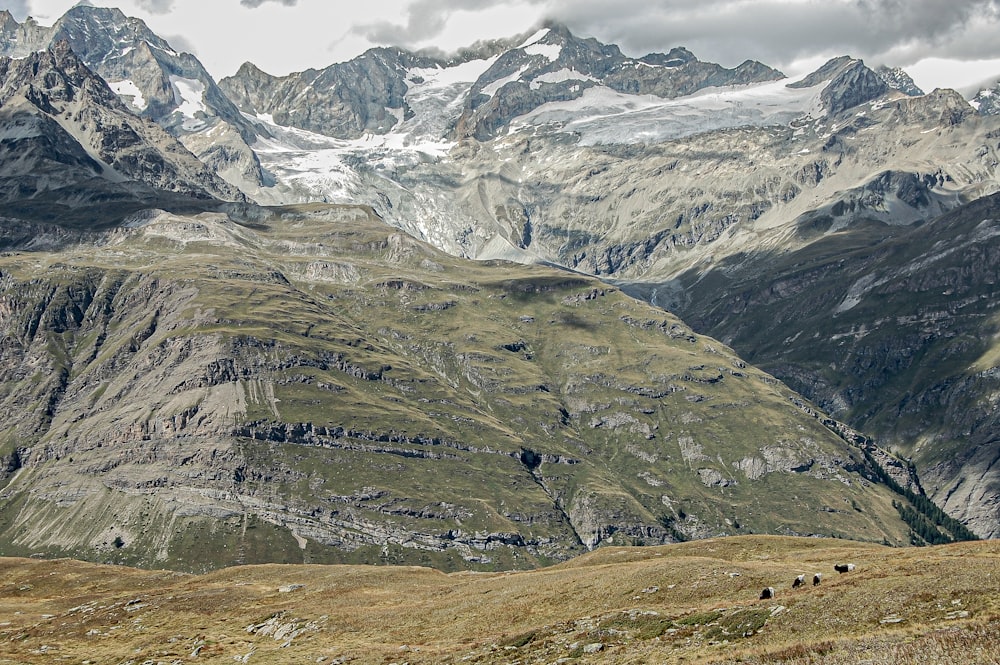 a group of animals grazing on a lush green hillside