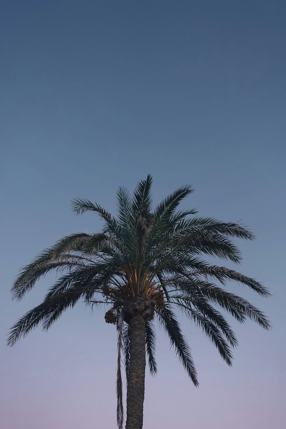 a palm tree with a blue sky in the background