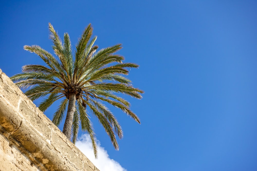 a palm tree is shown against a blue sky