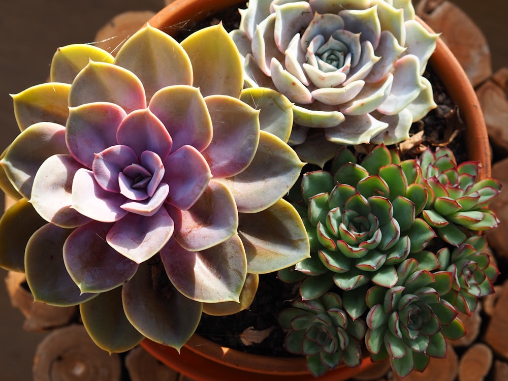 a close up of a potted plant with succulents