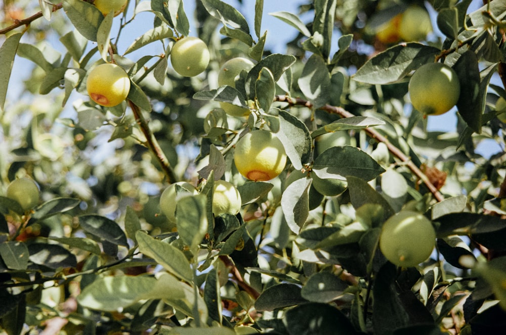 a tree filled with lots of green fruit