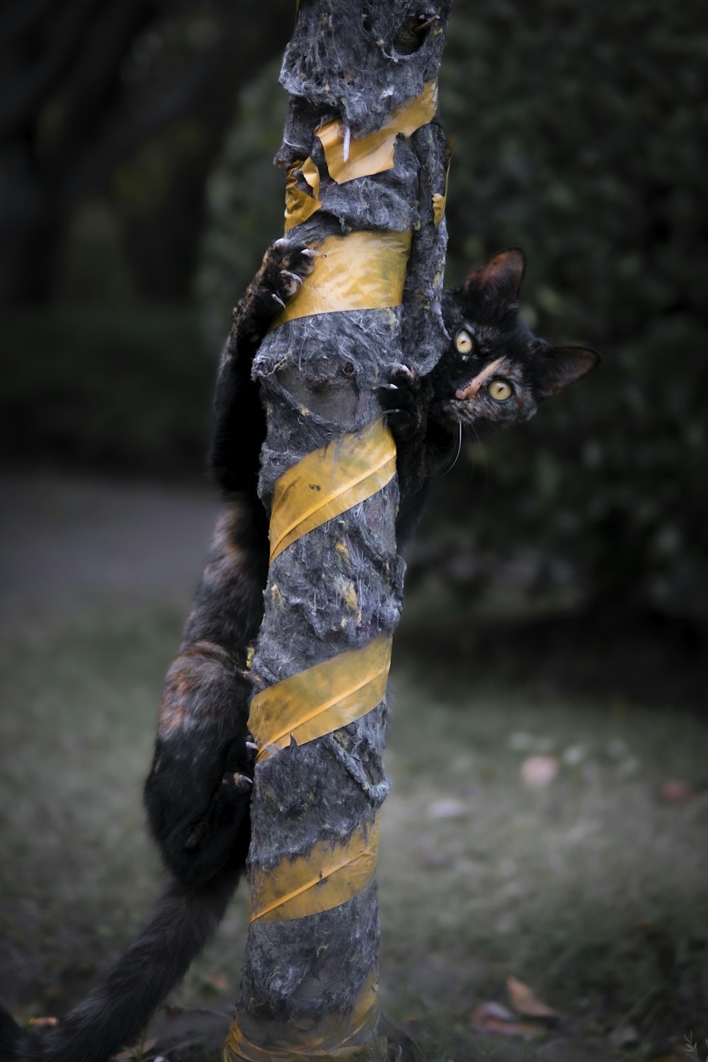 a cat climbing on a pole with a yellow and black striped tie