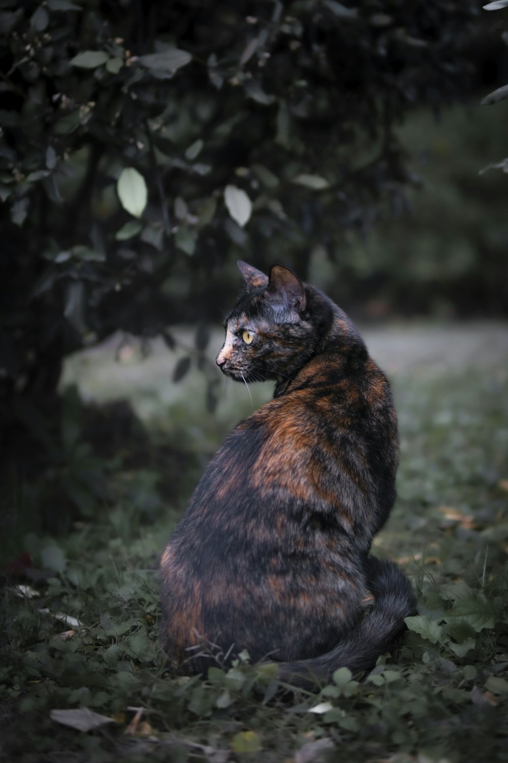 a cat sitting in the grass under a tree