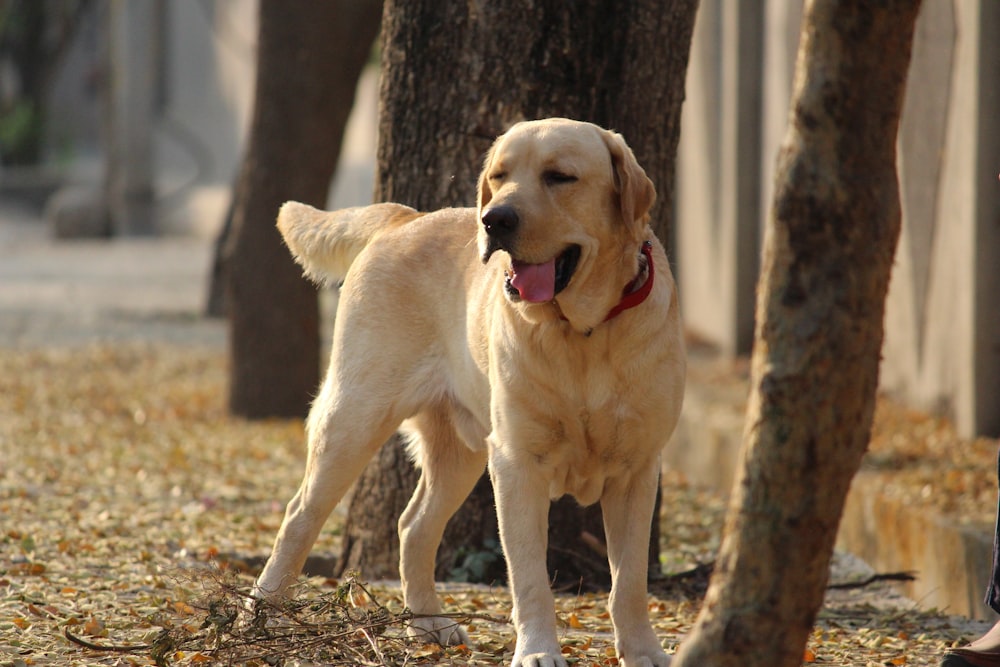 a dog standing next to a tree in a park