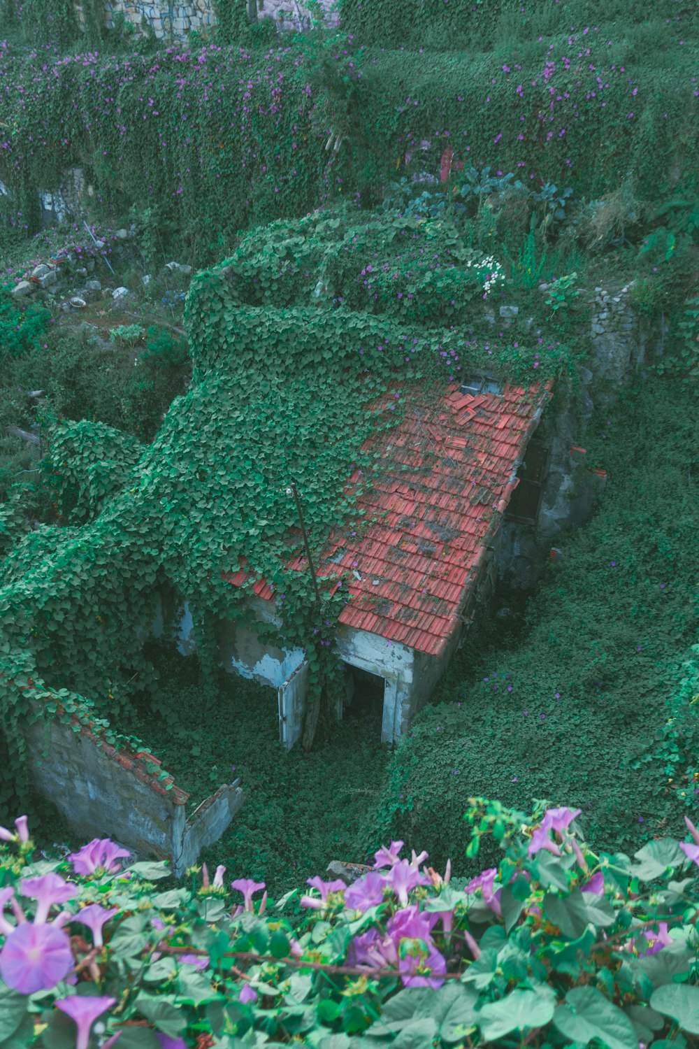 a house covered in vines with a red roof