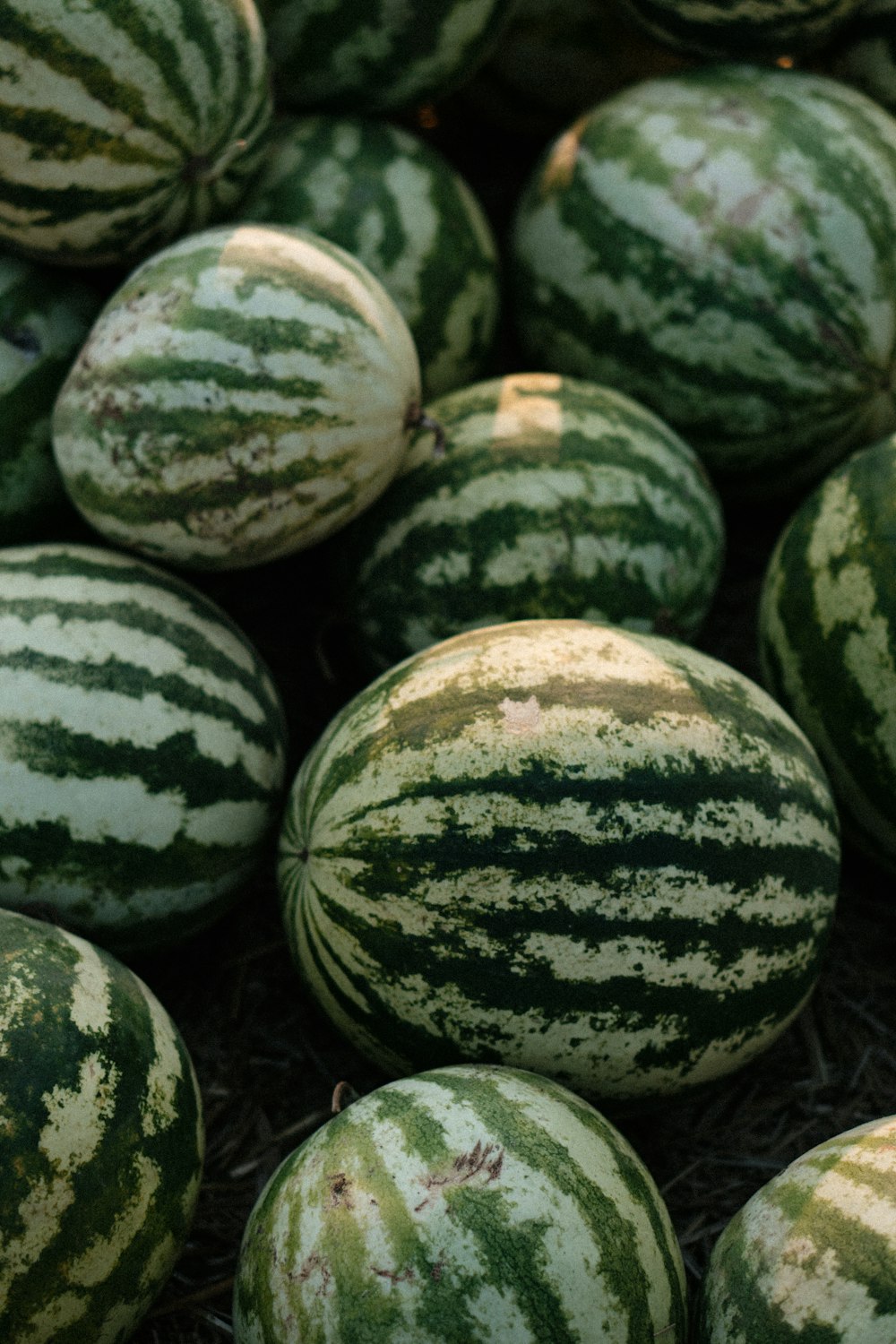 Ein Haufen Wassermelonen sitzt nebeneinander