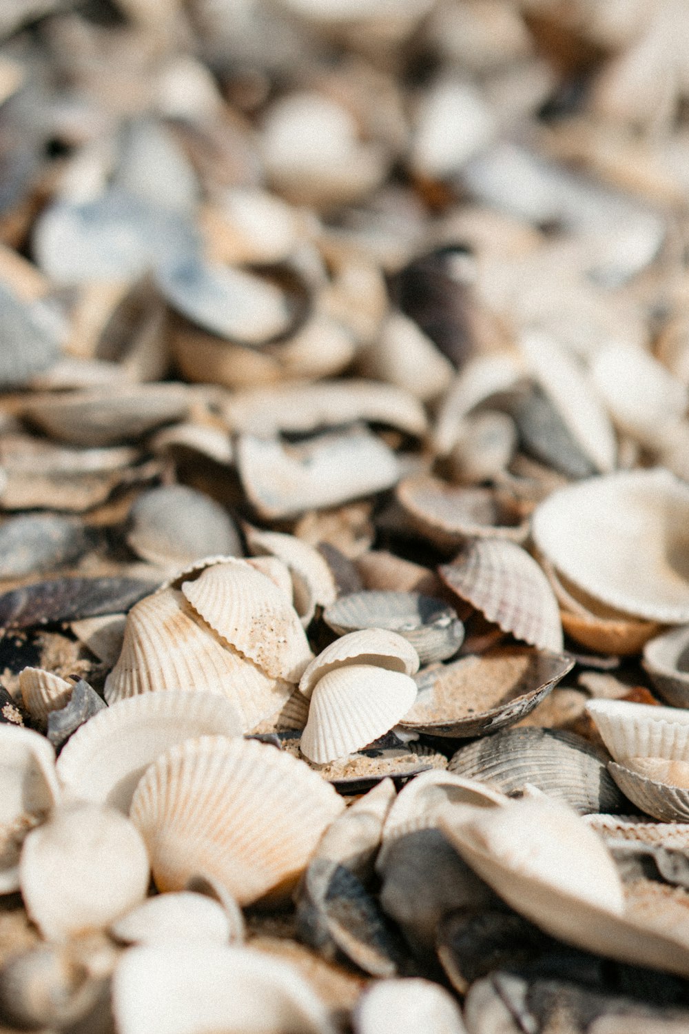 a pile of shells sitting on top of a beach