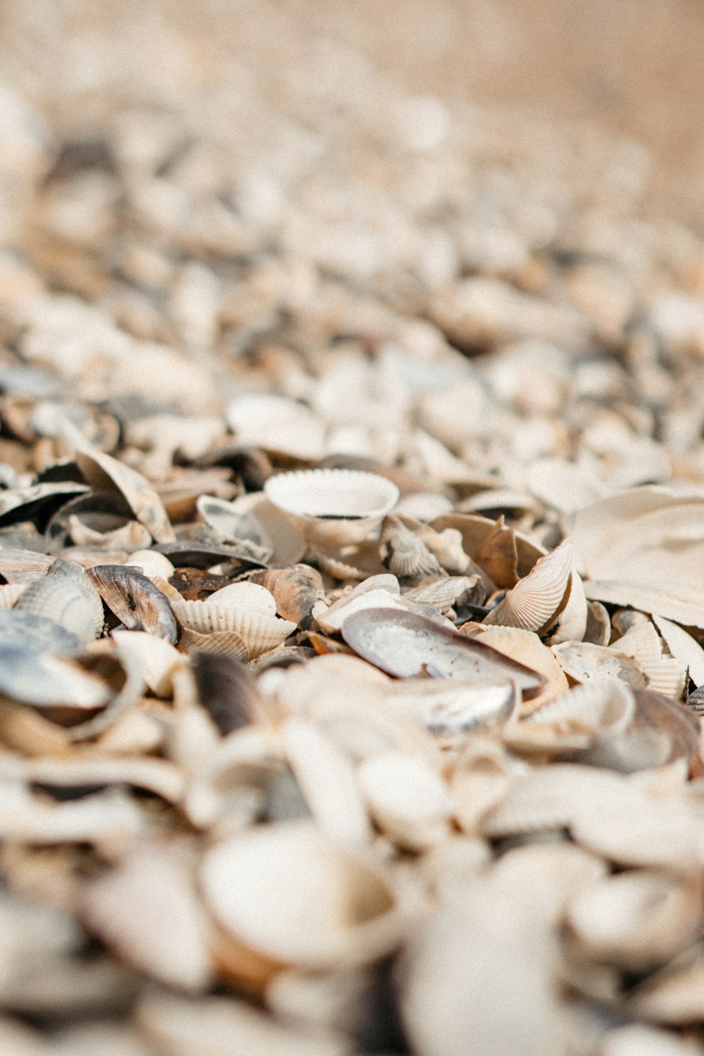 a pile of shells sitting on top of a sandy beach