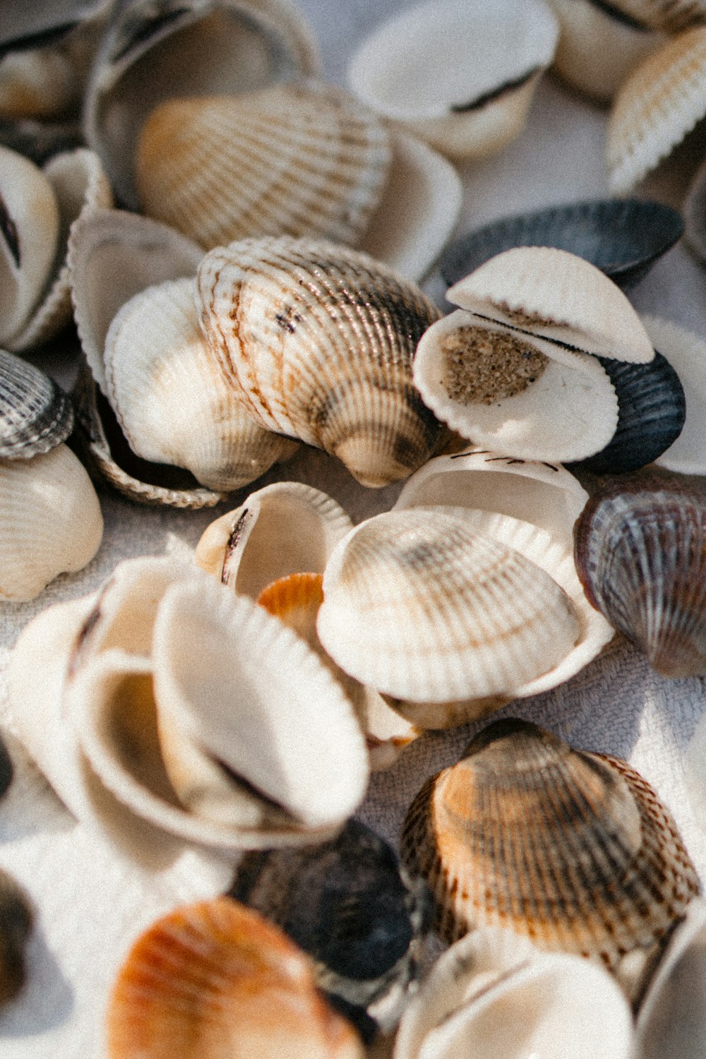 a bunch of seashells that are on a table