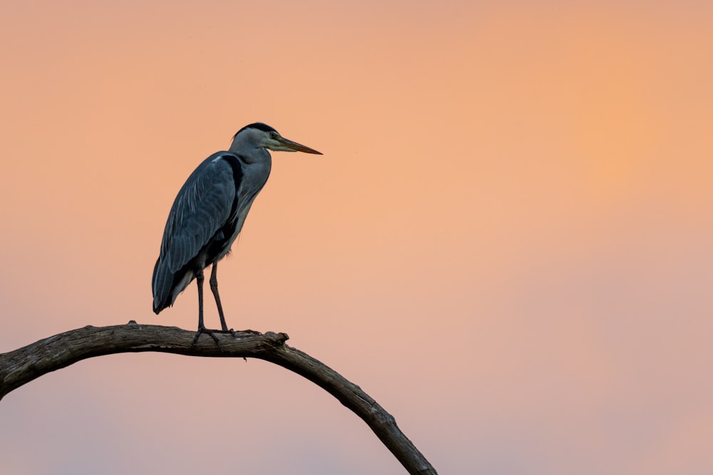 a bird sitting on top of a tree branch