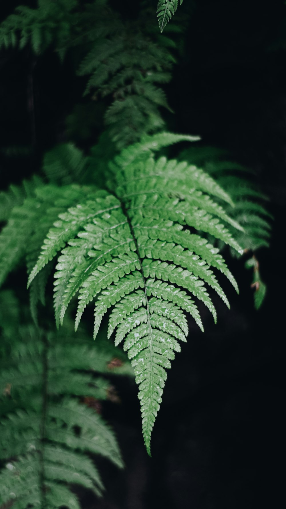 a close up of a green plant with lots of leaves