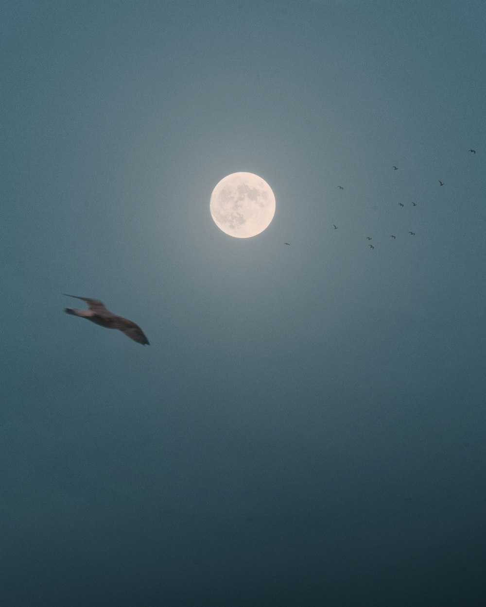 a flock of birds flying in front of a full moon