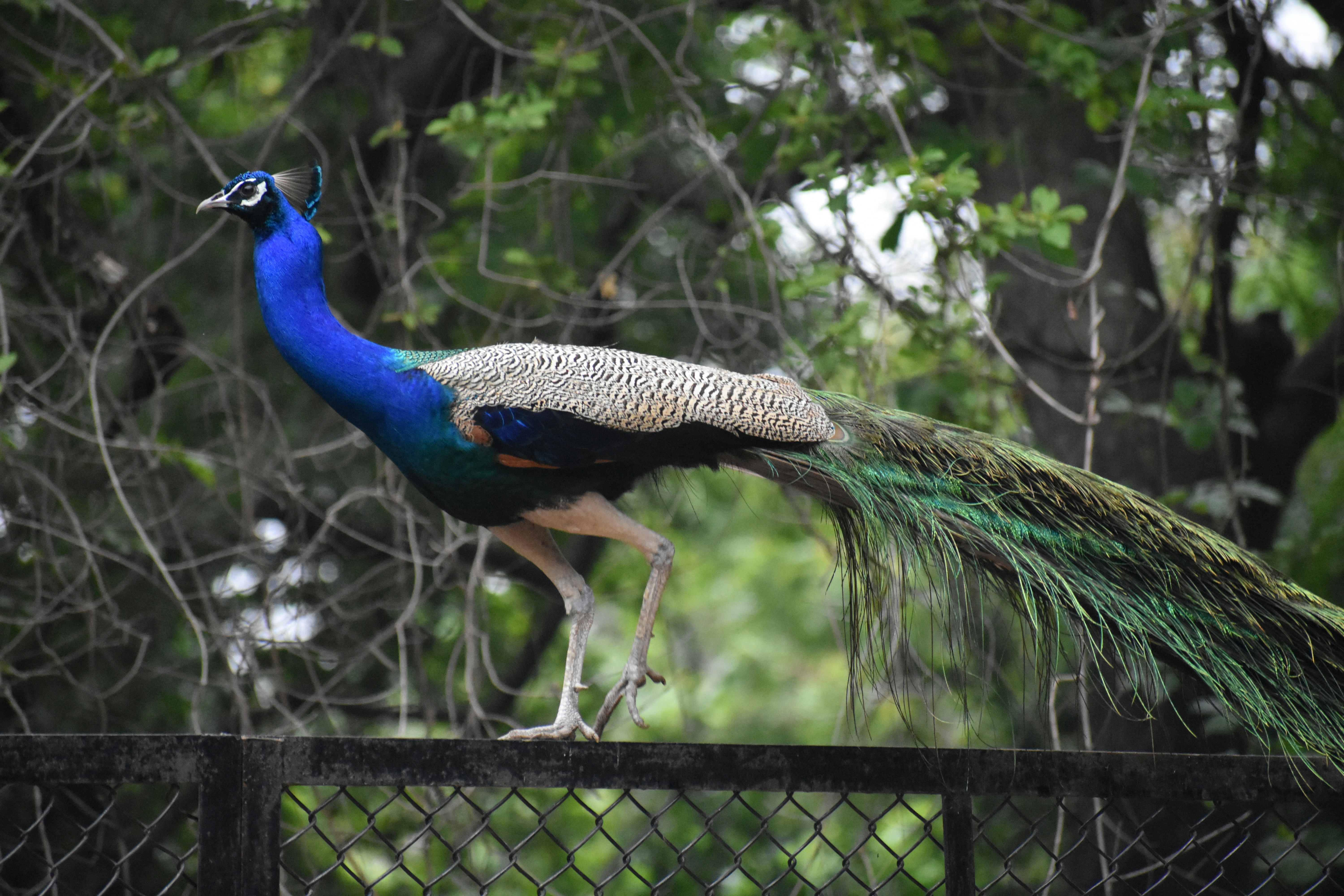 Photo by jainil25032006_