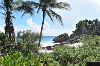Vibrant tropical beach scene with palm trees and sunlit waves